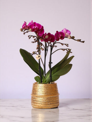 Orquídea Morelia Violet e seu vaso