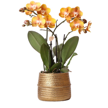 Orquídea ocre e seu vaso