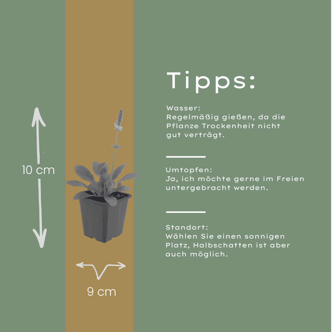 Livraison plante Oreille d'ours hummelo