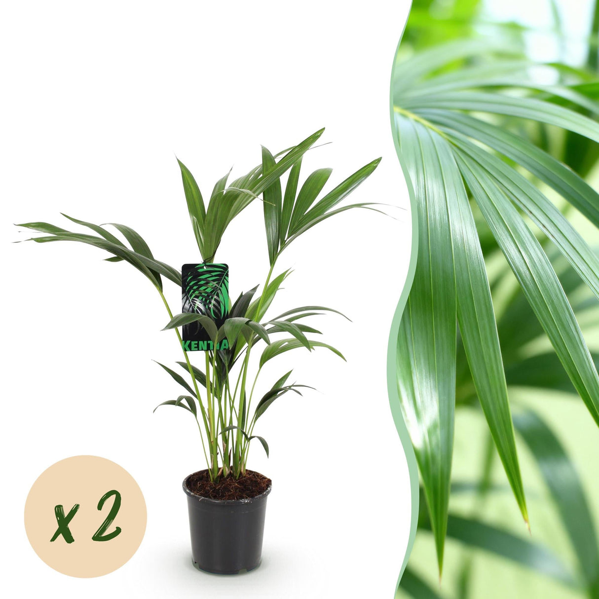 Livraison plante Palmier Kentia – Lot de 2 – Pot 17 cm – Hauteur 70 cm