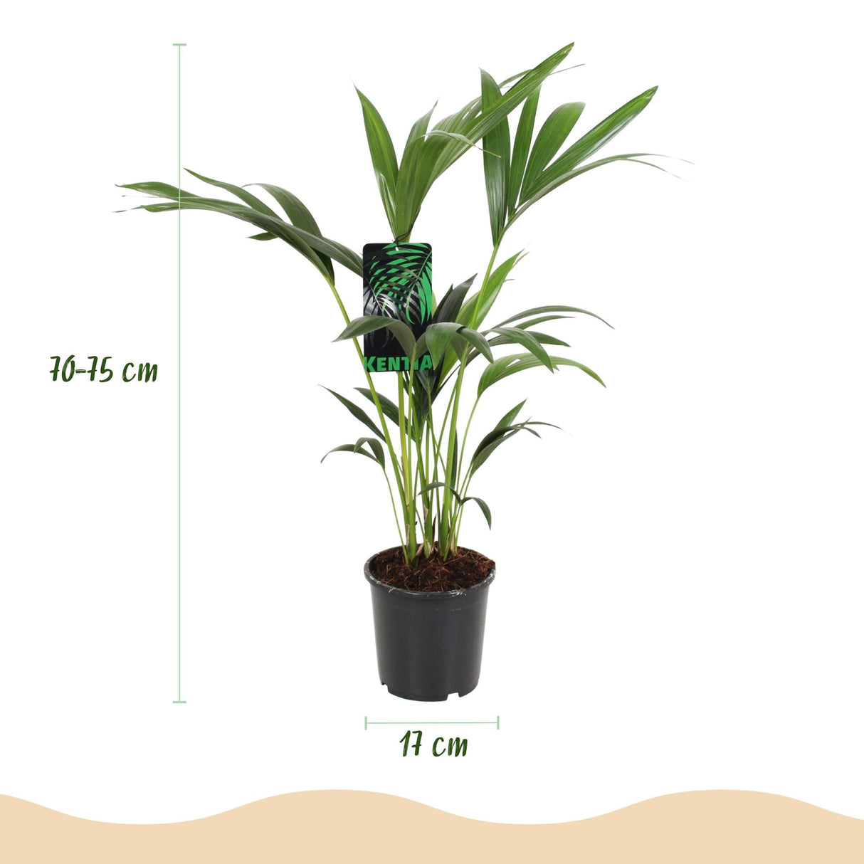 Livraison plante Palmier Kentia – Lot de 2 – Pot 17 cm – Hauteur 70 cm