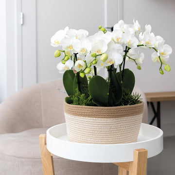 Cesto de algodão com 3 orquídeas brancas e rega integrada