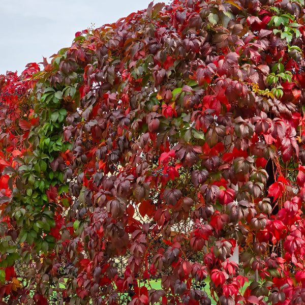 Livraison plante Parthenocissus Engelmannii – Lot de 2 – Pot 11 cm