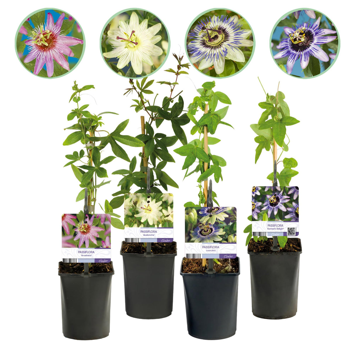 Livraison plante Passiflora Rainbow – Lot de 4 – Pot 11 cm – Hauteur 40 cm