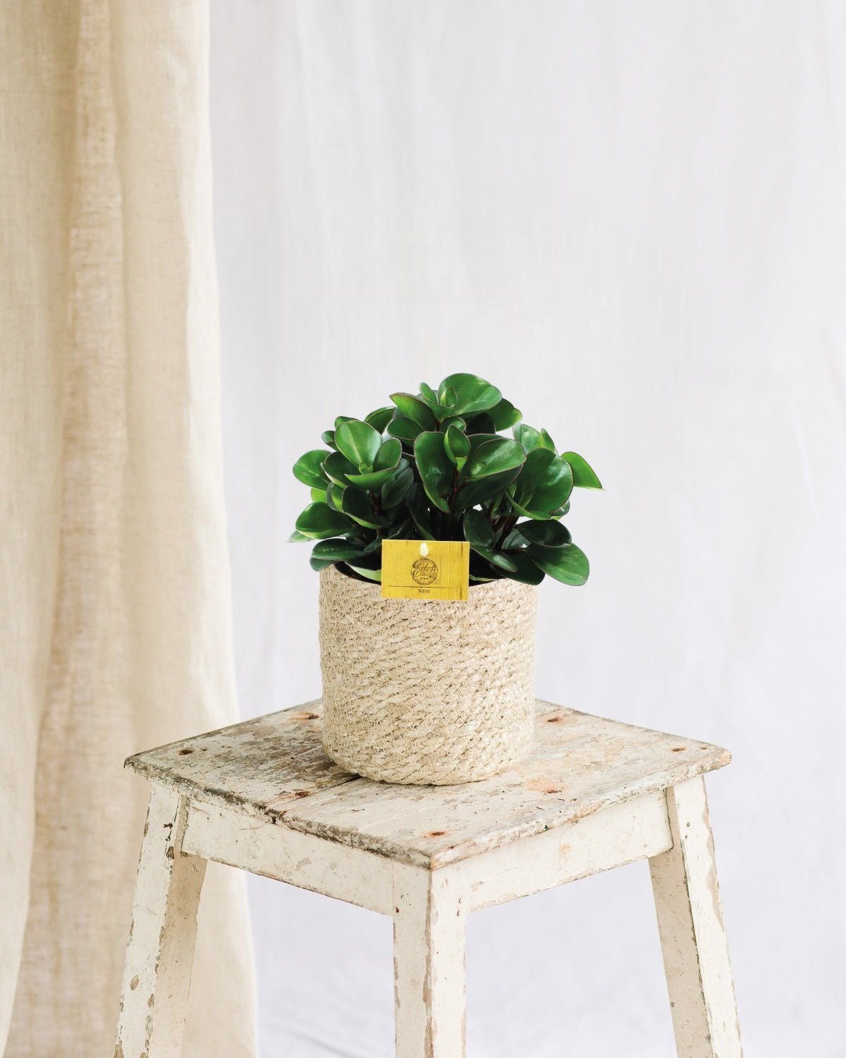 Livraison plante Peperomia Burning Bush