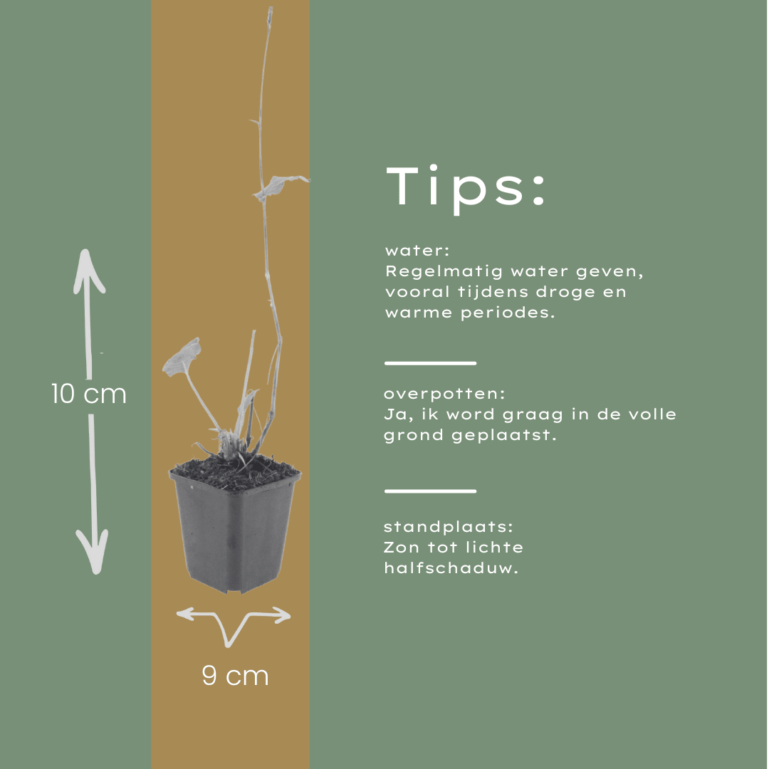 Livraison plante Persicaire blanche