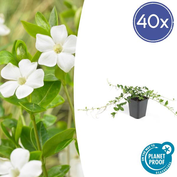 Livraison plante Petite Pervenche 'Alba'