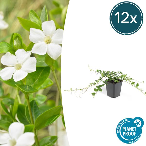 Livraison plante Petite Pervenche 'Alba'