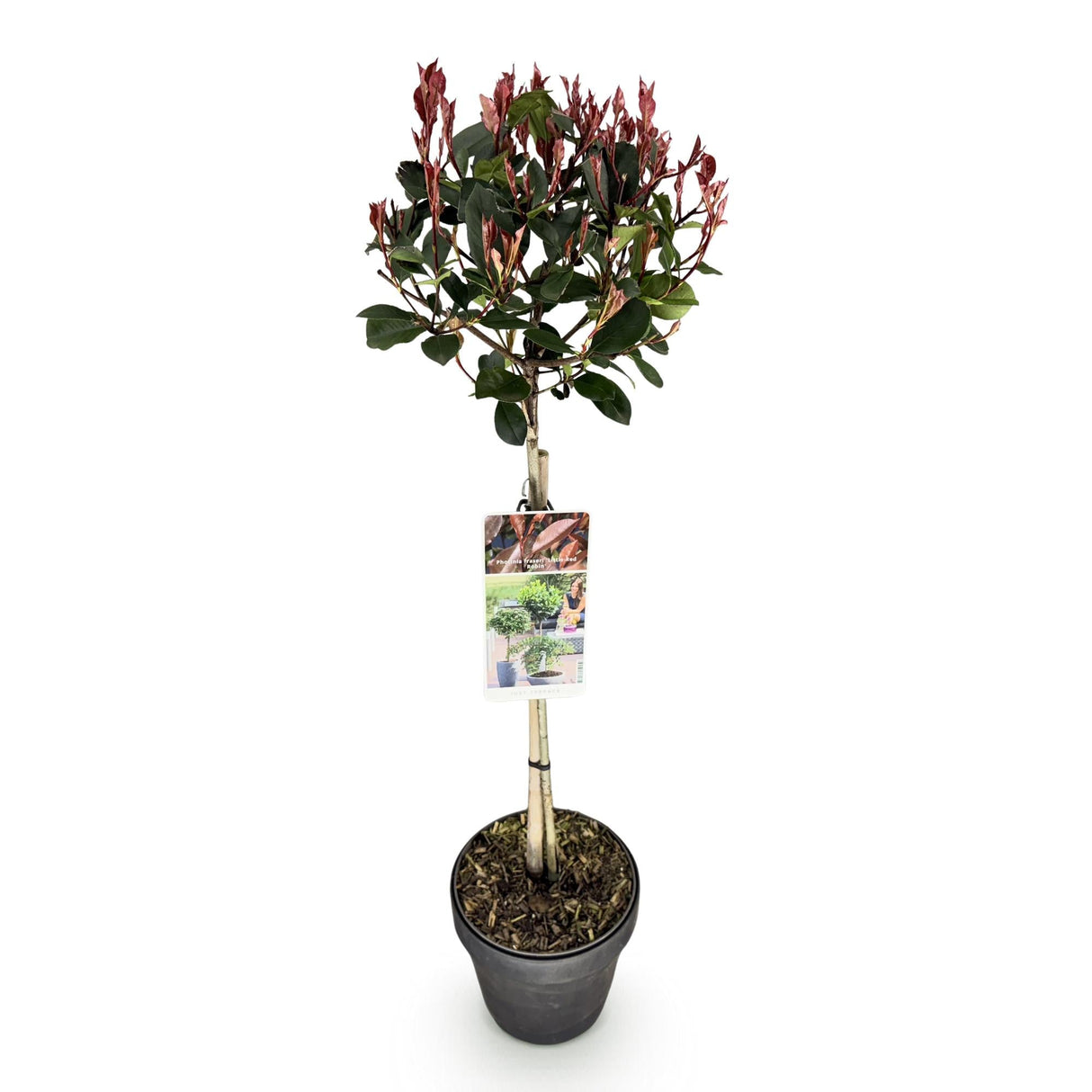 Livraison plante Photinia fraseri Little Red Robin – Pot 19cm – Hauteur 90cm