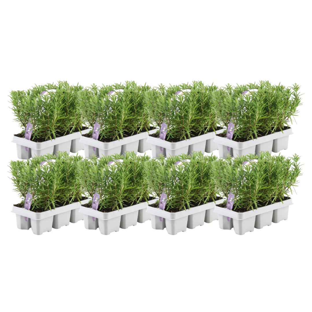 Livraison plante Romarin - 8 packs de 6