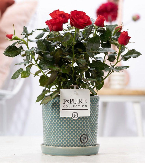 Livraison plante Rosier rouge et pot en céramique