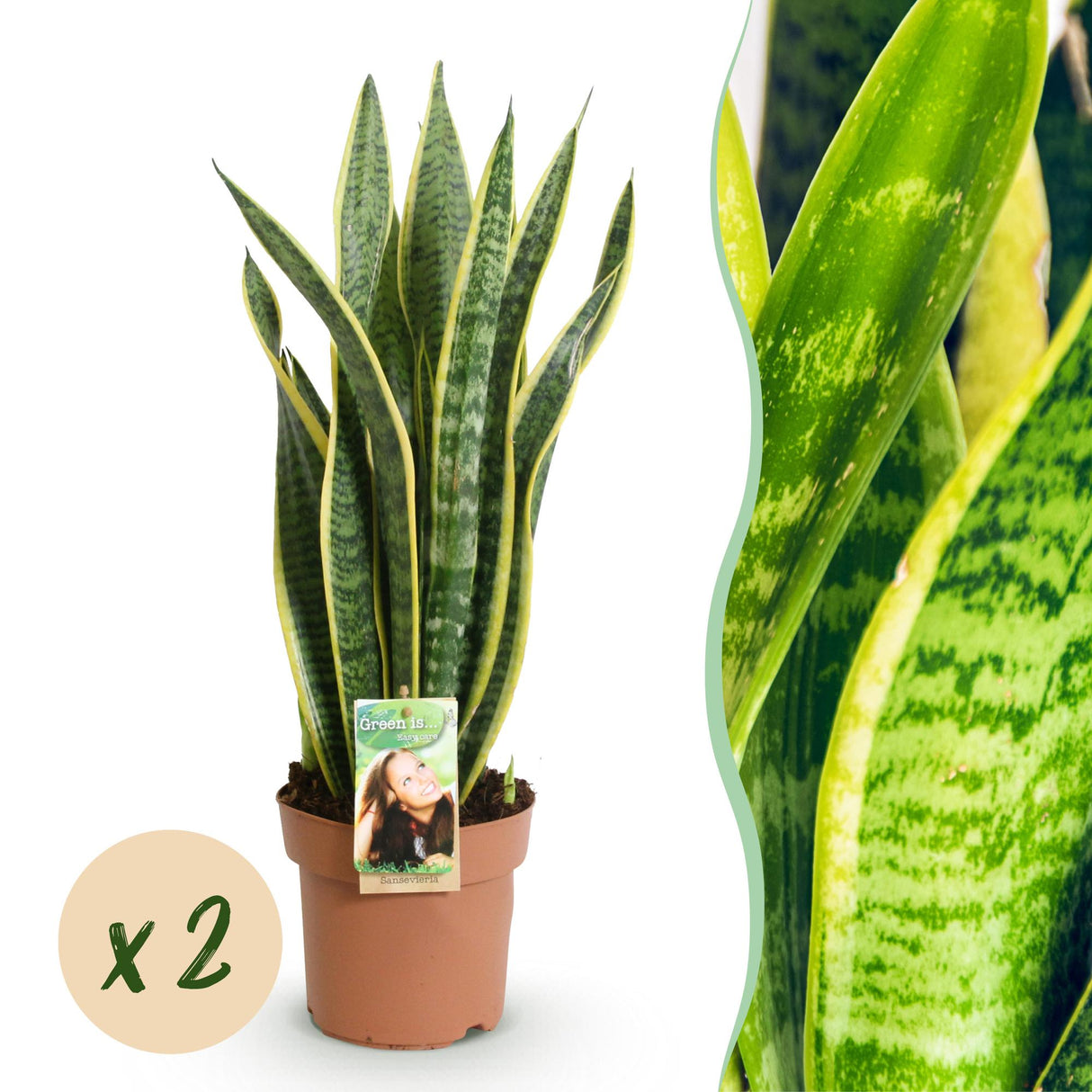 Livraison plante Sanseveria Laurentii – Lot de 2 – Pot 17cm – Hauteur 60 - 70cm