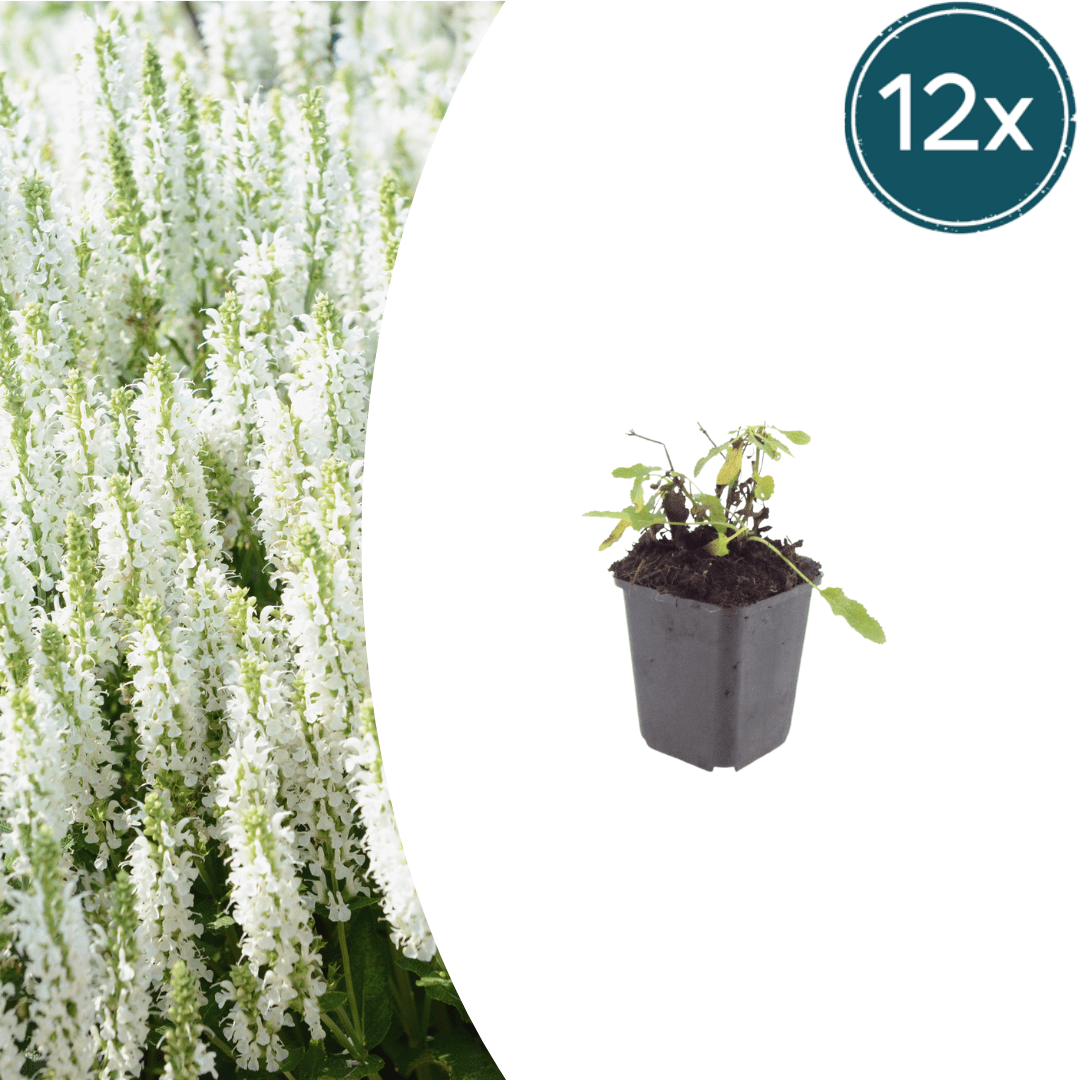 Livraison plante Sauge des bois