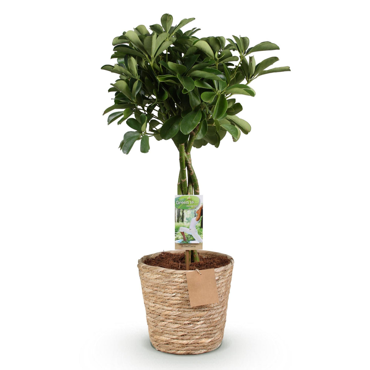 Livraison plante Schefflera Nora et panier H75 cm