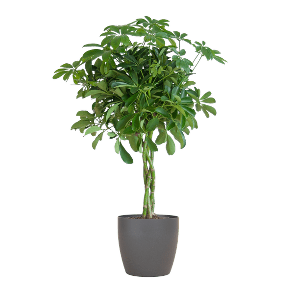 Livraison plante Schefflera Nora et son pot