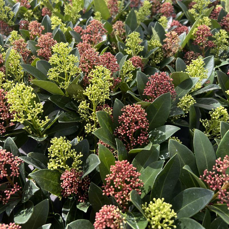 Livraison plante Skimmia japonica Rubella & Finchy – Lot de 2 – Pot 15 cm