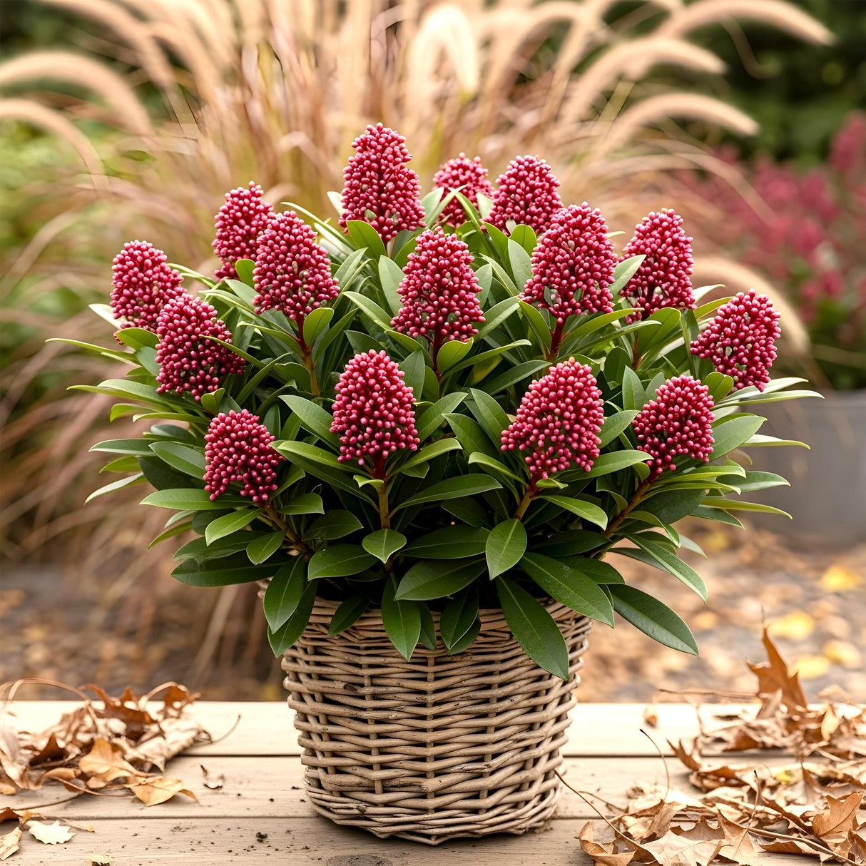 Livraison plante Skimmia japonica Rubella – Lot de 2 – Hauteur 60 cm