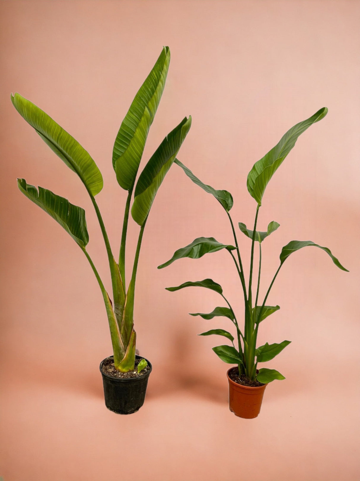 Livraison plante Strelitzia Nicolai + Strelitzia Augusta - 100 cm - Ø17 - 21