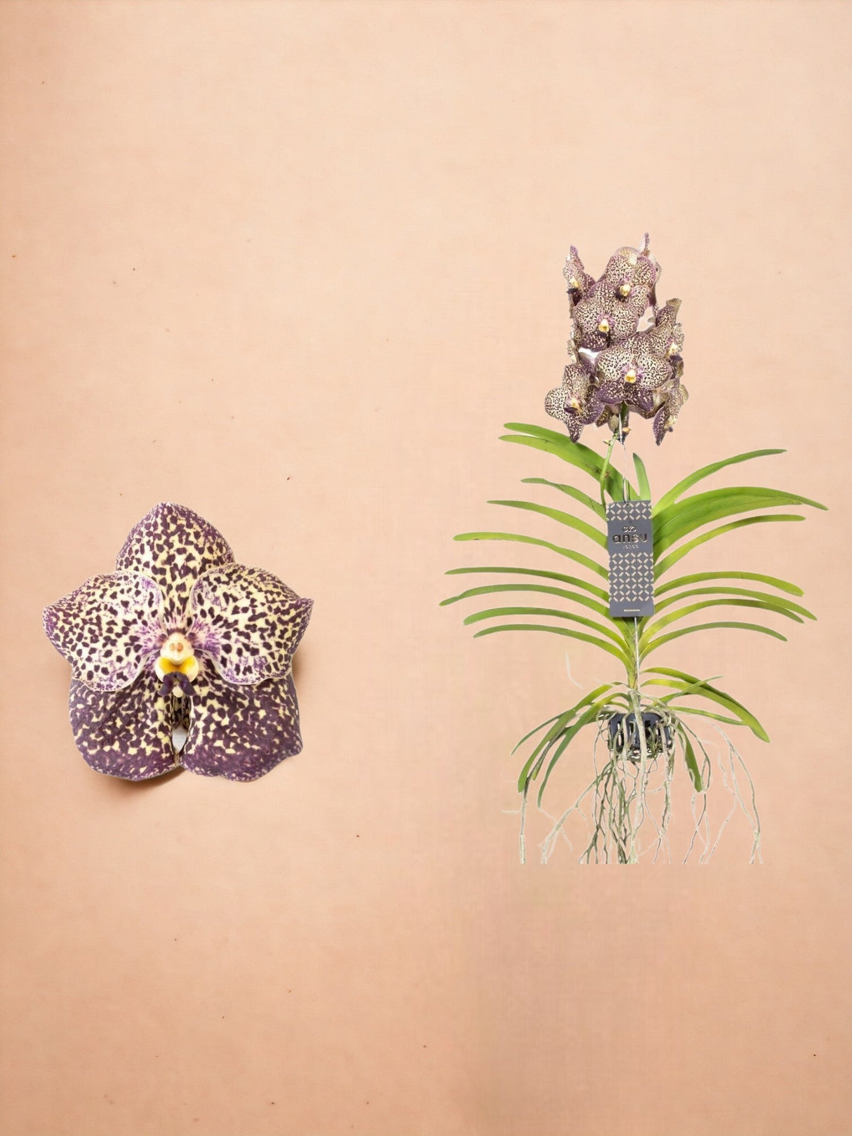 Livraison plante Vanda Ocelot Mocha