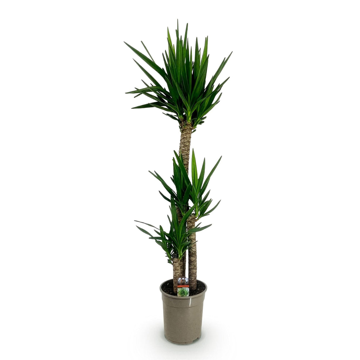 Livraison plante Yucca elephantipes d27cm H170cm