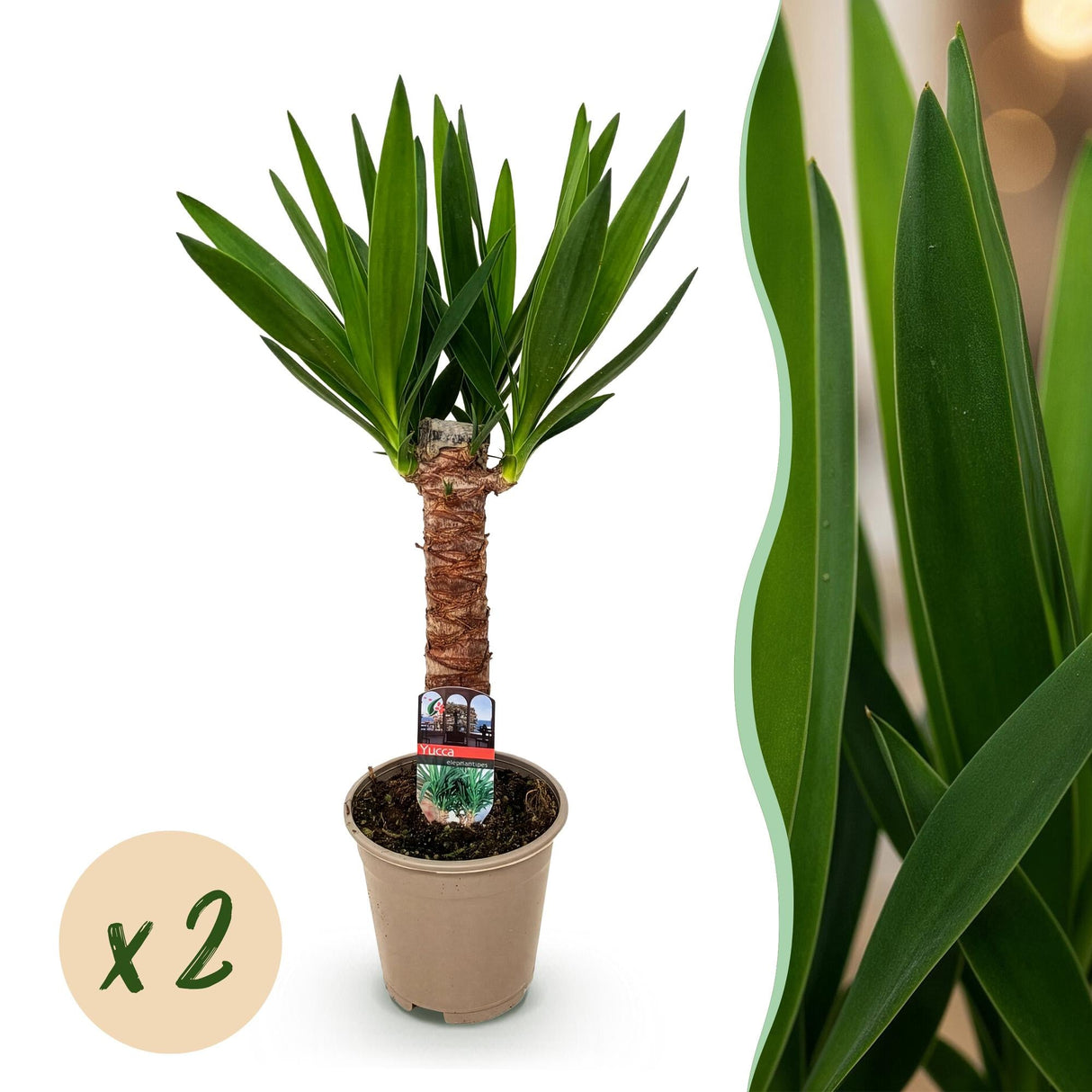 Livraison plante Yucca elephantipes – Lot de 2 – Pot 14 cm – Hauteur 55 cm
