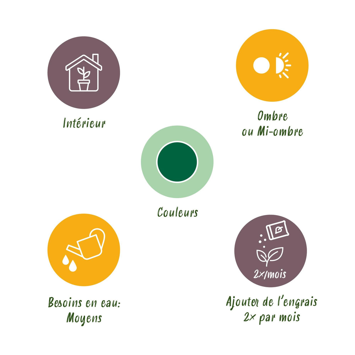 Livraison plante Yucca elephantipes – Lot de 2 – Pot 14 cm – Hauteur 55 cm