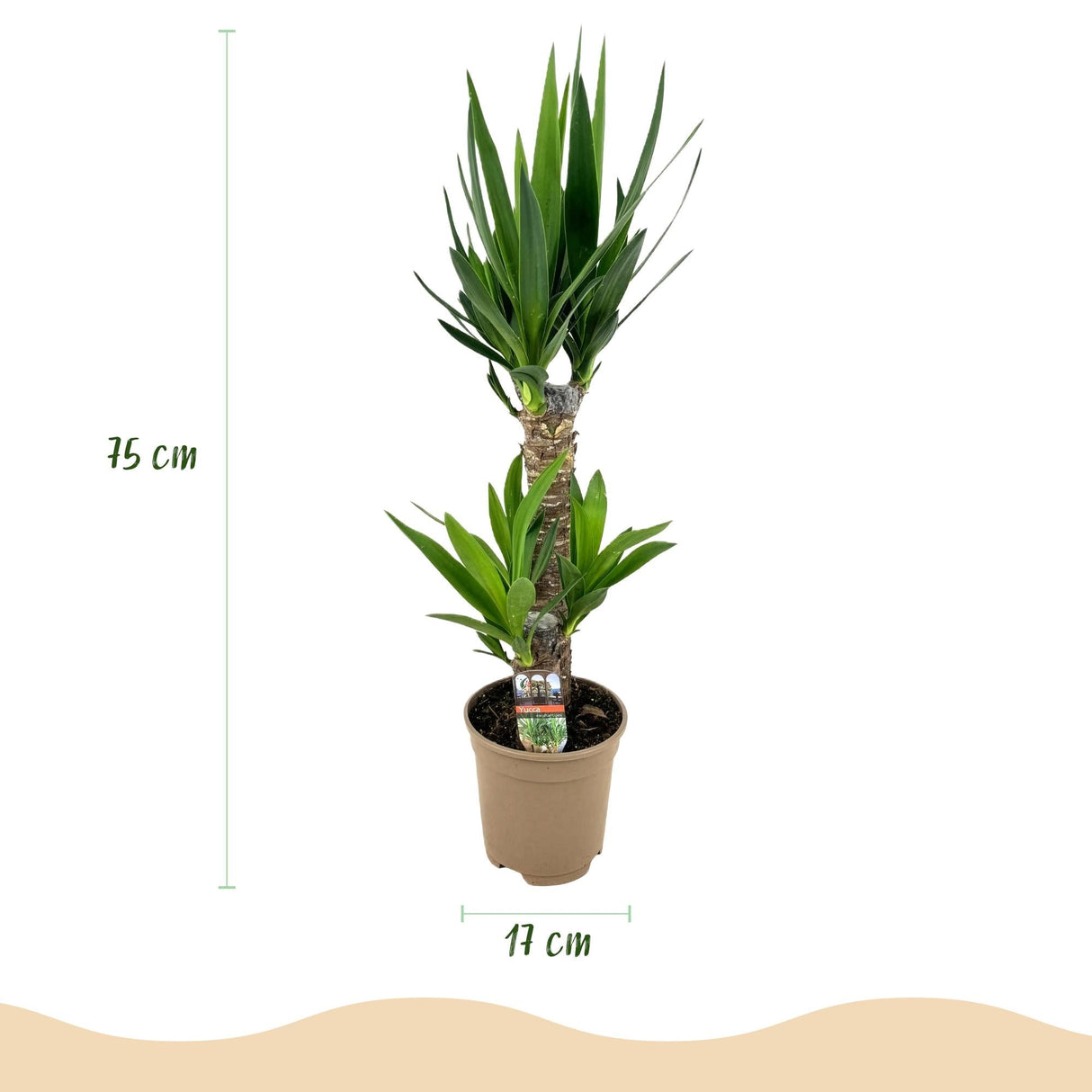 Livraison plante Yucca elephantipes – Lot de 2 – Pot 17 cm – Hauteur 75 cm