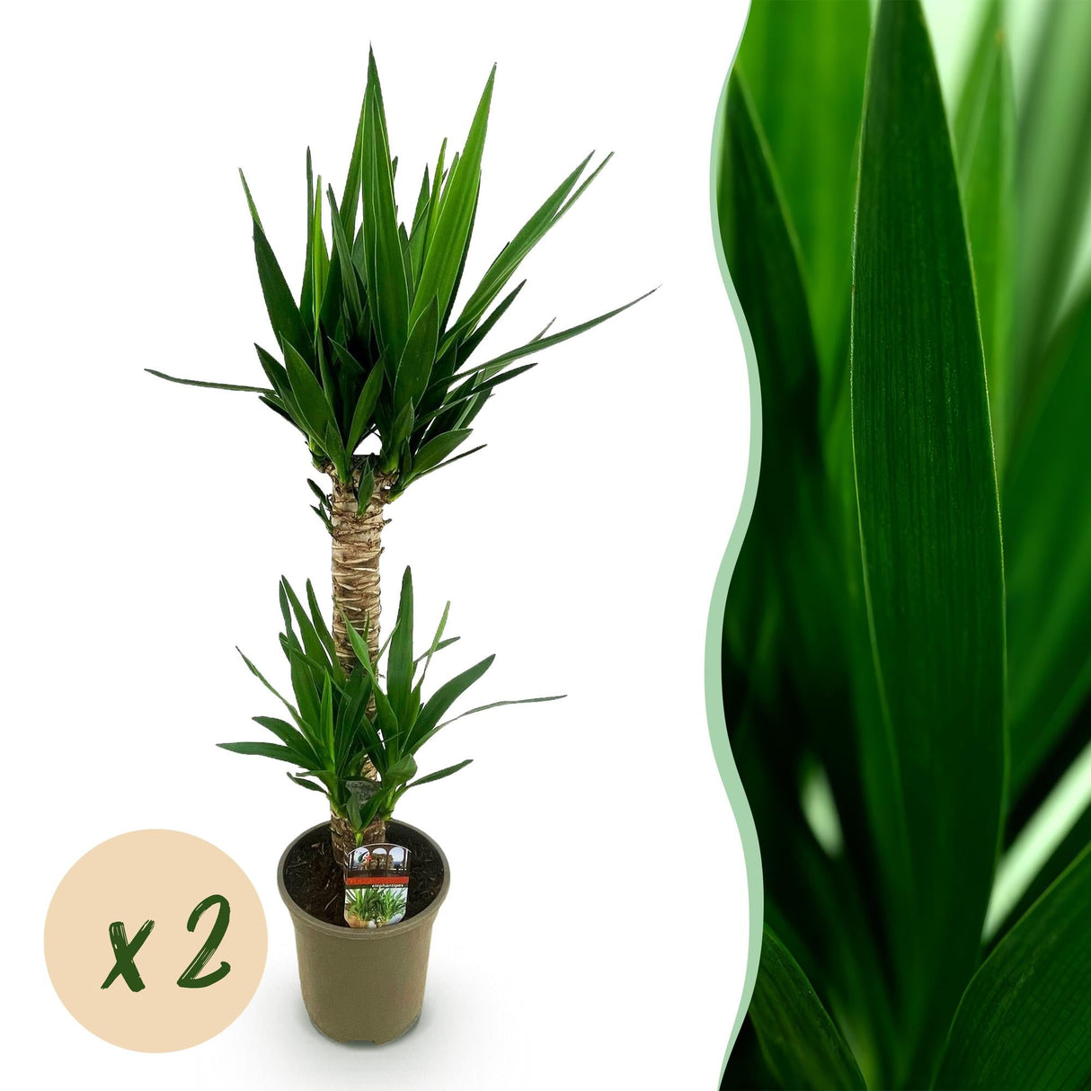 Livraison plante Yucca elephantipes – Lot de 2 – Pot 19 cm – Hauteur 120 cm