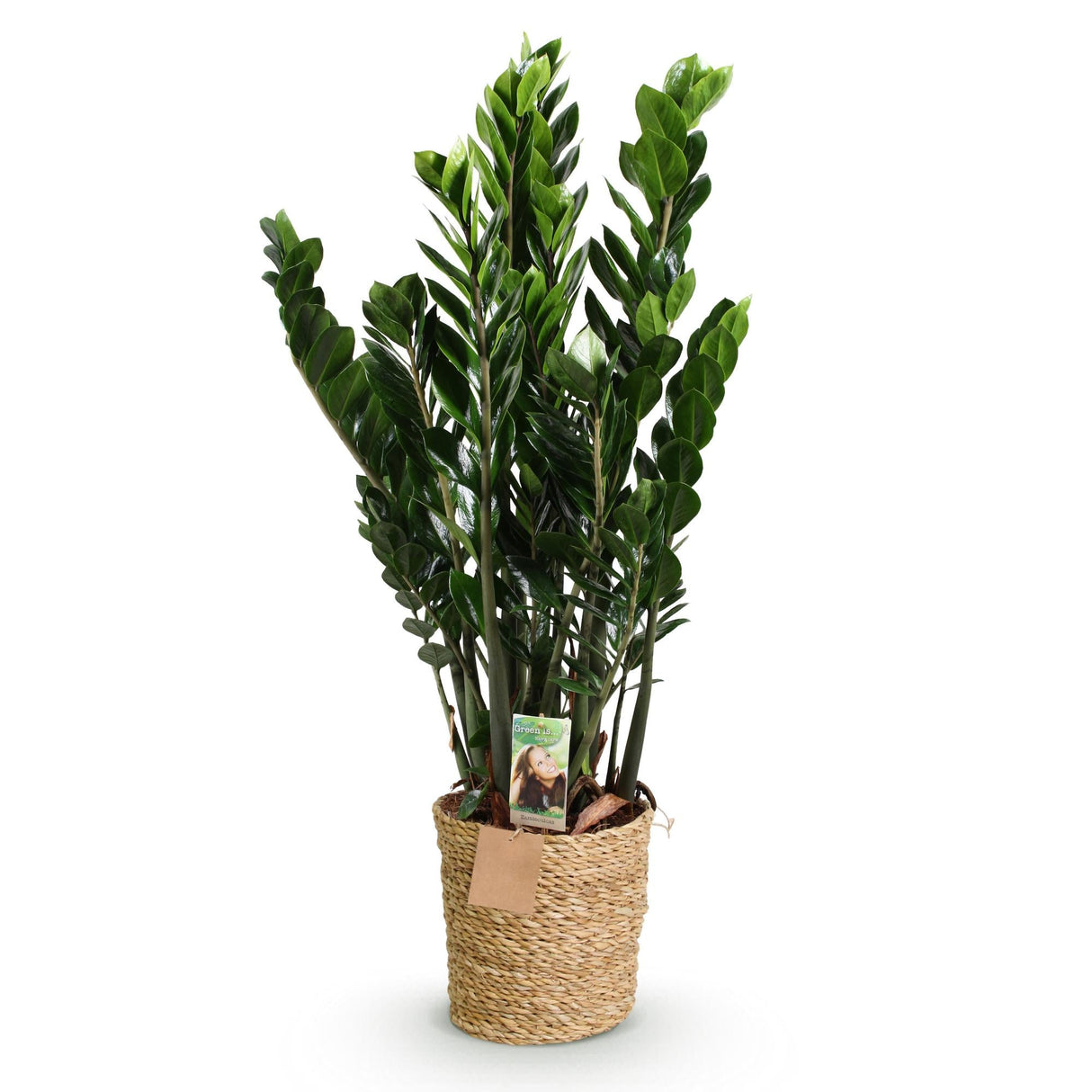 Livraison plante Zamioculcas ZZ et panier H85 cm