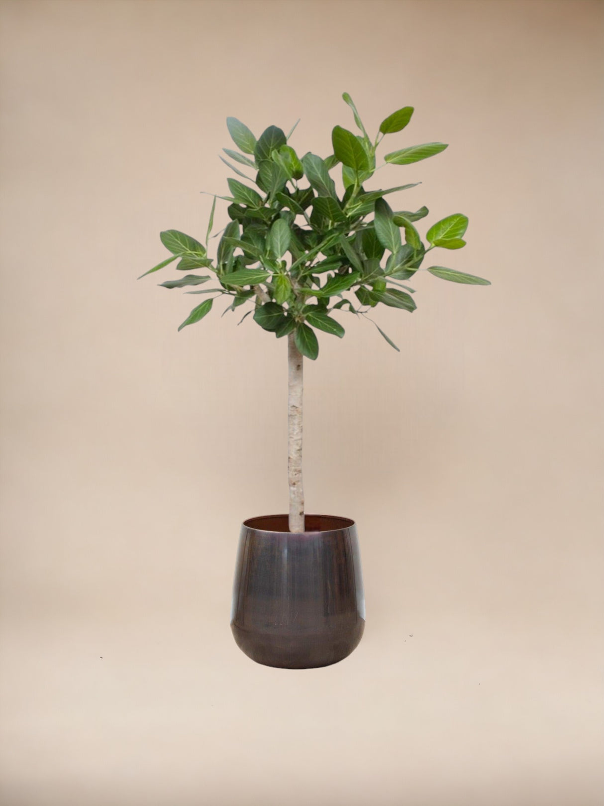 Ficus Audrey Benghalensis - vue 3