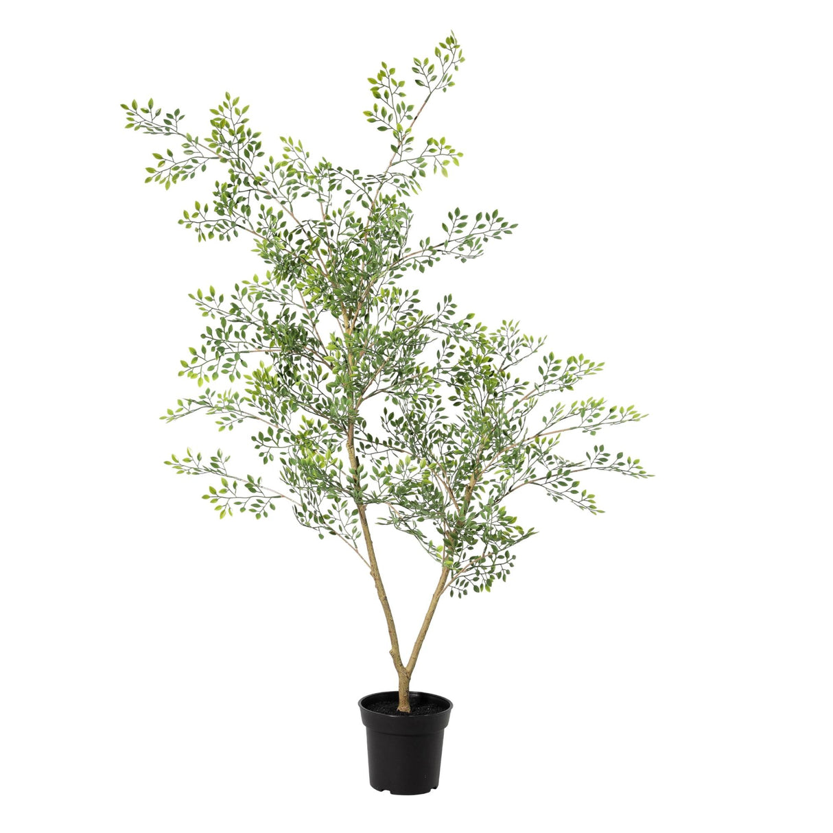Bucida plante artificielle
