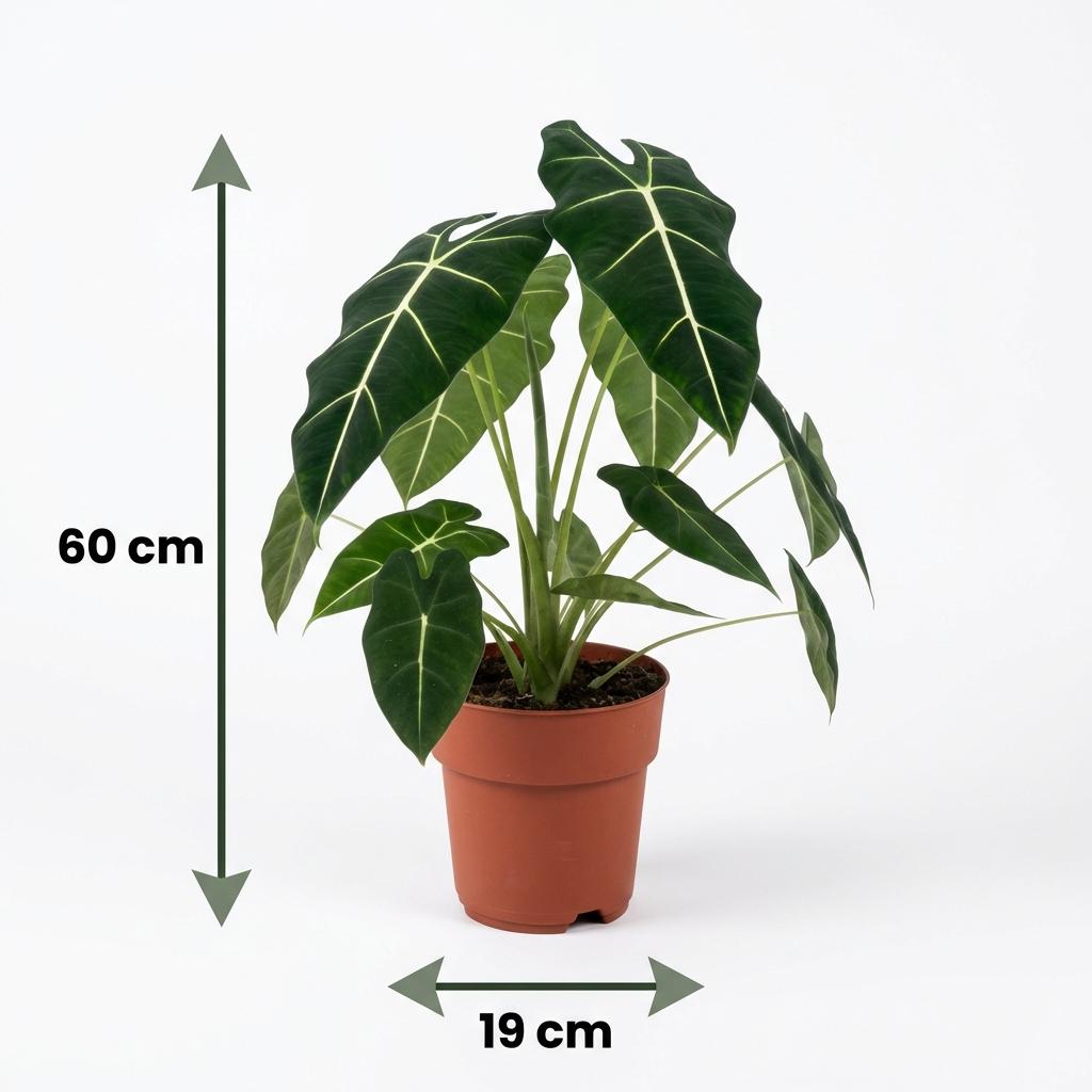 Alocasia Frydek – Oreille d'éléphant veloutée | Pot 19 cm