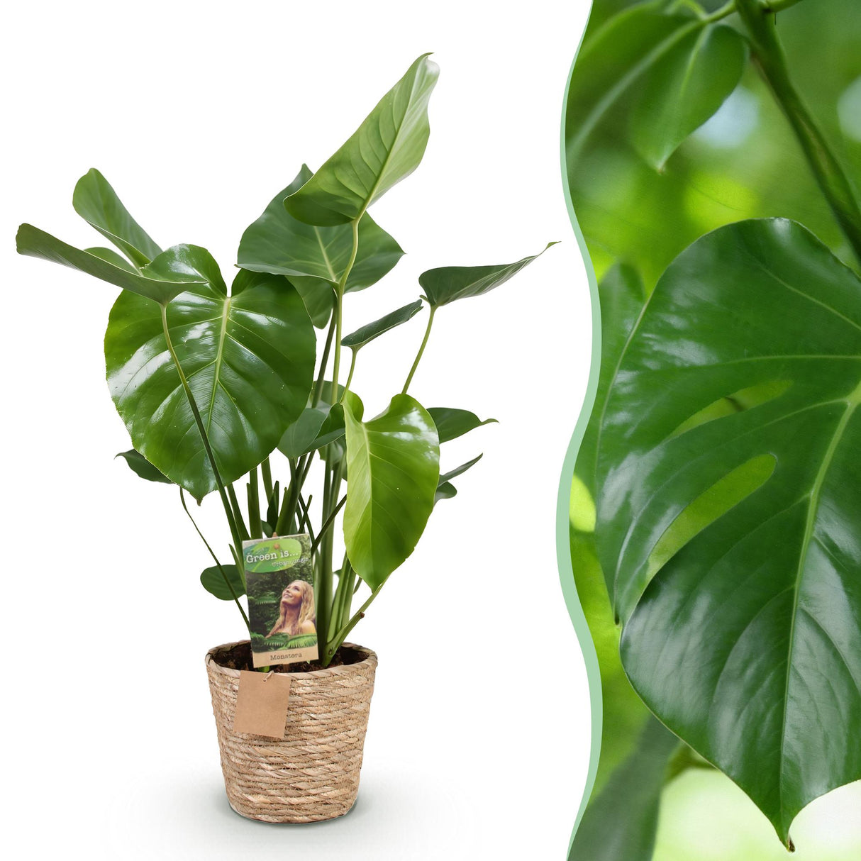 Monstera Deliciosa avec panier – Plante trouée | Pot 17 cm, Hauteur 50-55 cm
