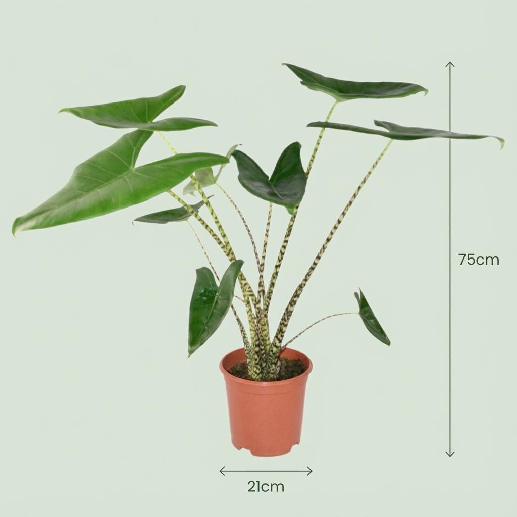 Alocasia Zebrina – Oreille d'éléphant | Pot 21 cm