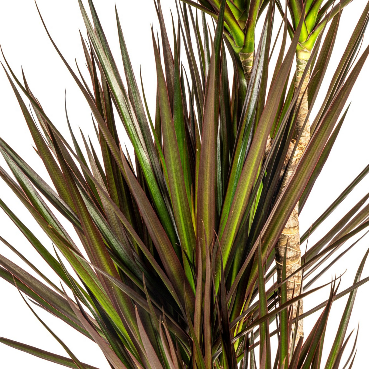 Dracaena Marginata Magenta