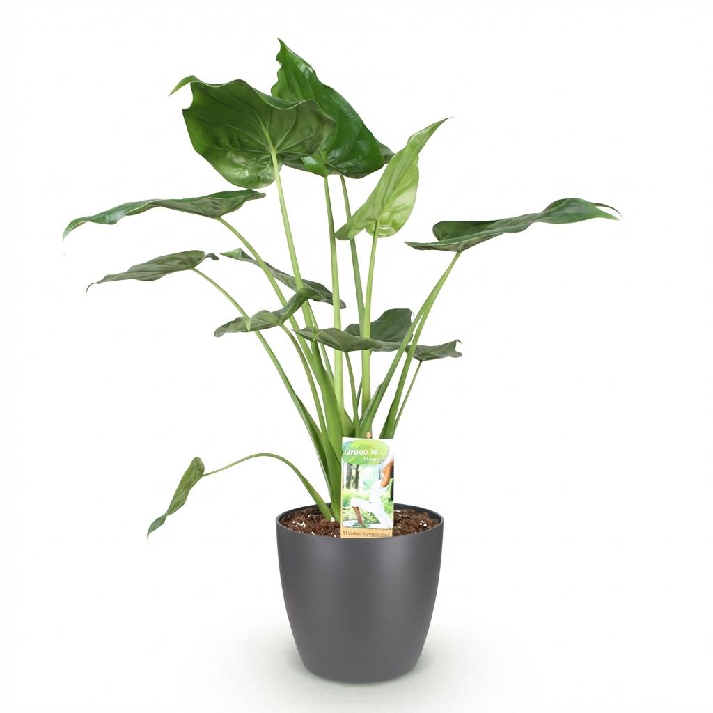 Alocasia Cucullata – Main de Bouddha | Pot 17 cm