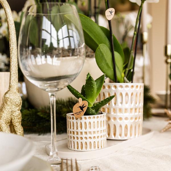 Empresa Kolibri | Plantenset Le Chic pequeno | Orquídea Witte Phalaenopsis Amabilis em Suculenta incl. keramieken sierpotten em creme orgânico dienblad