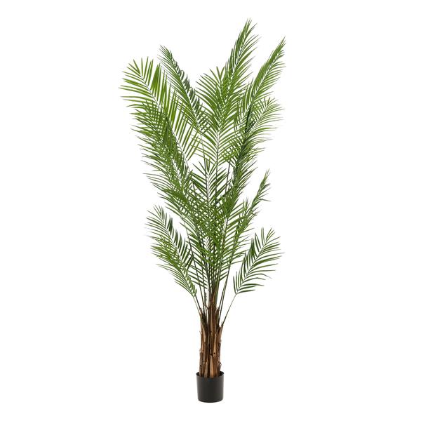 Plantas artísticas - Areca Lutescens - Goudpalm - 240cm