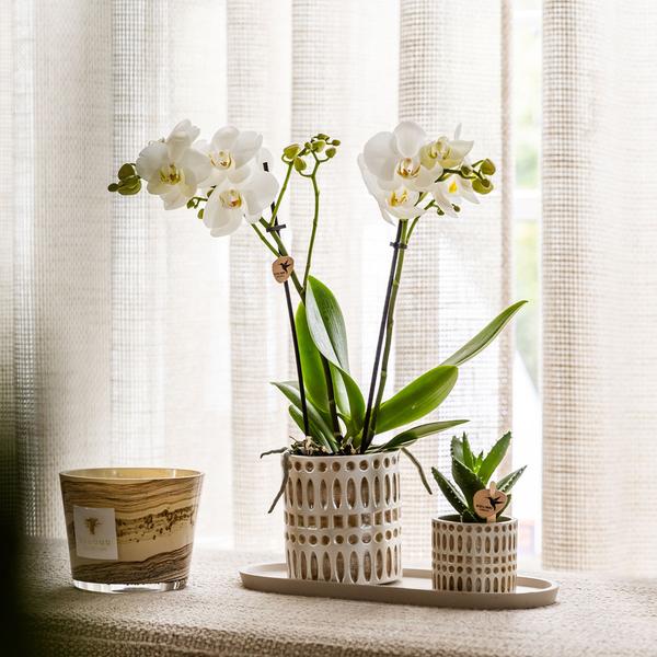 Empresa Kolibri | Plantenset Le Chic pequeno | Orquídea Witte Phalaenopsis Amabilis em Suculenta incl. keramieken sierpotten em creme orgânico dienblad
