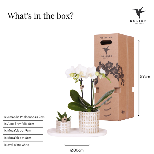 Empresa Kolibri | Plantenset Le Chic pequeno | Orquídea Witte Phalaenopsis Amabilis em Suculenta incl. keramieken sierpotten em creme orgânico dienblad