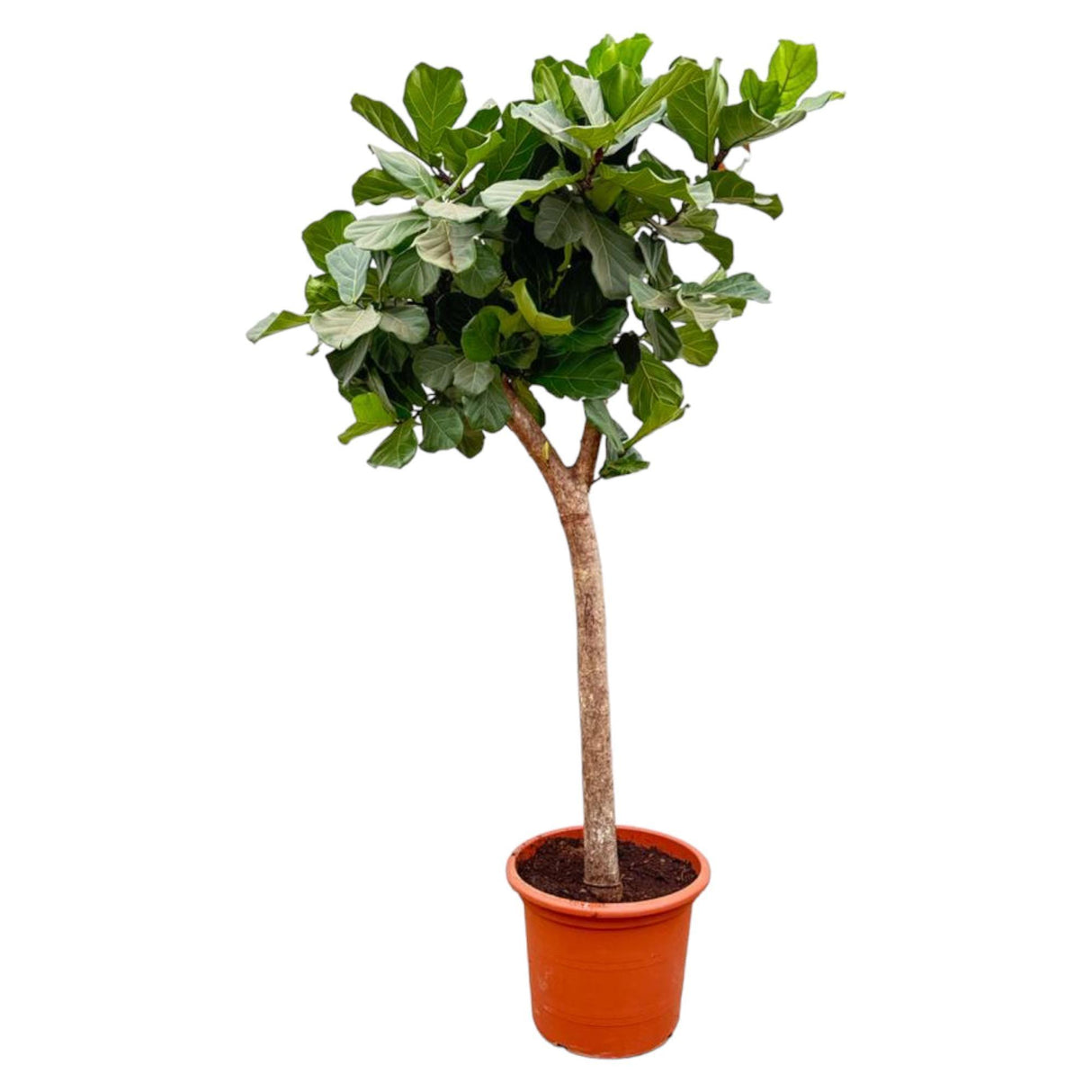 Ficus Lyrata lança XXXL - 230cm - ø42