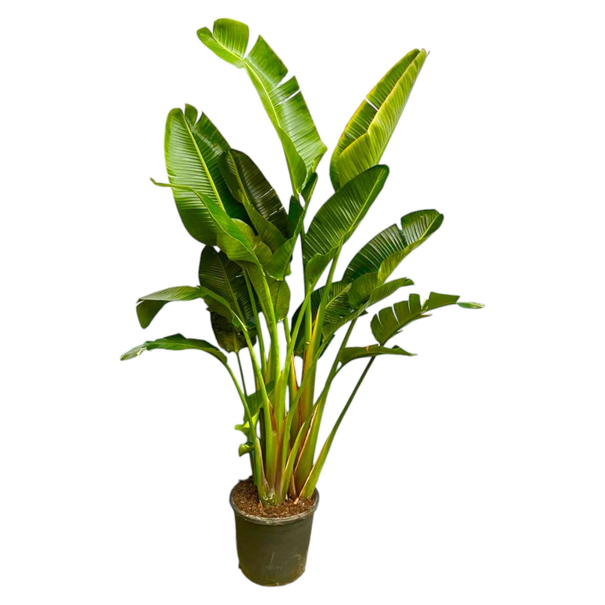 Strelitzia Augusta multi-caule
