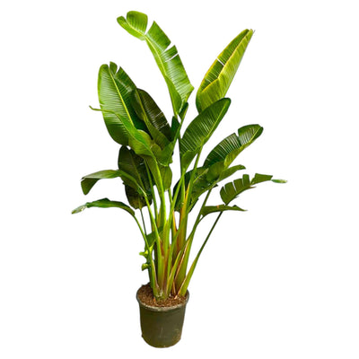 Strelitzia Augusta multi-caule