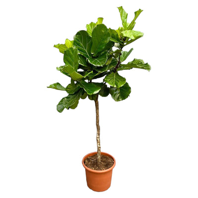 Ficus Lyrata lança XXL - 210 cm - ø40