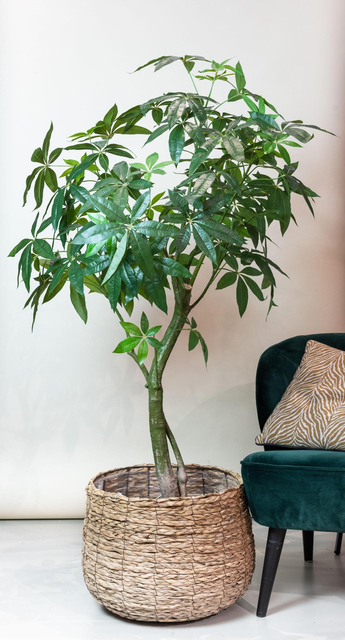 Planta artística - Pachira Aquatica - Geldboom - 180 cm