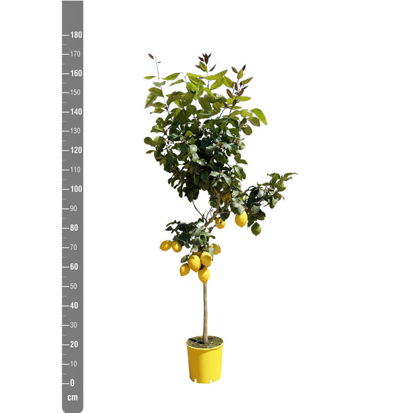 Citroën Boom - 180 cm - ø24