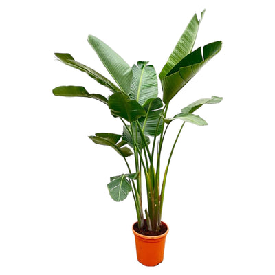 Luxo Strelitzia Augusta XXL - 250cm - ø38
