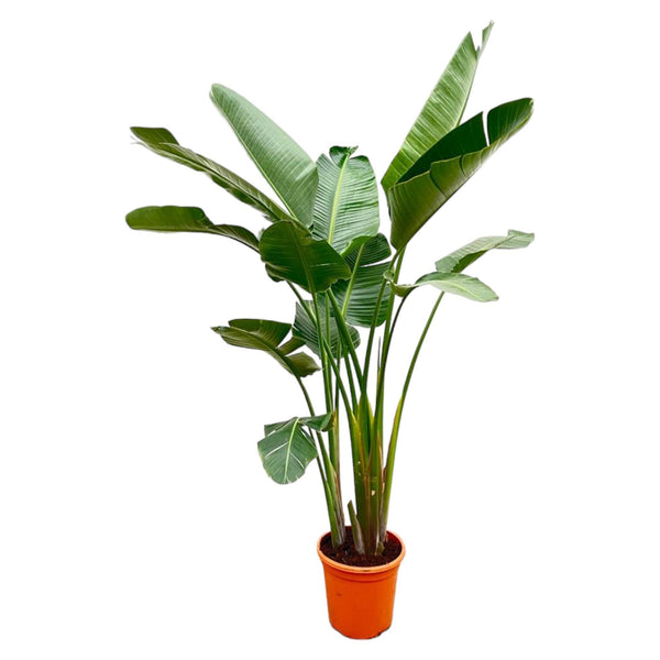 Luxo Strelitzia Augusta XXL - 250cm - ø38