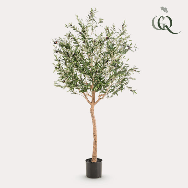 Arte Olijfboom - Olea europaea - Olijfboom - 180 cm