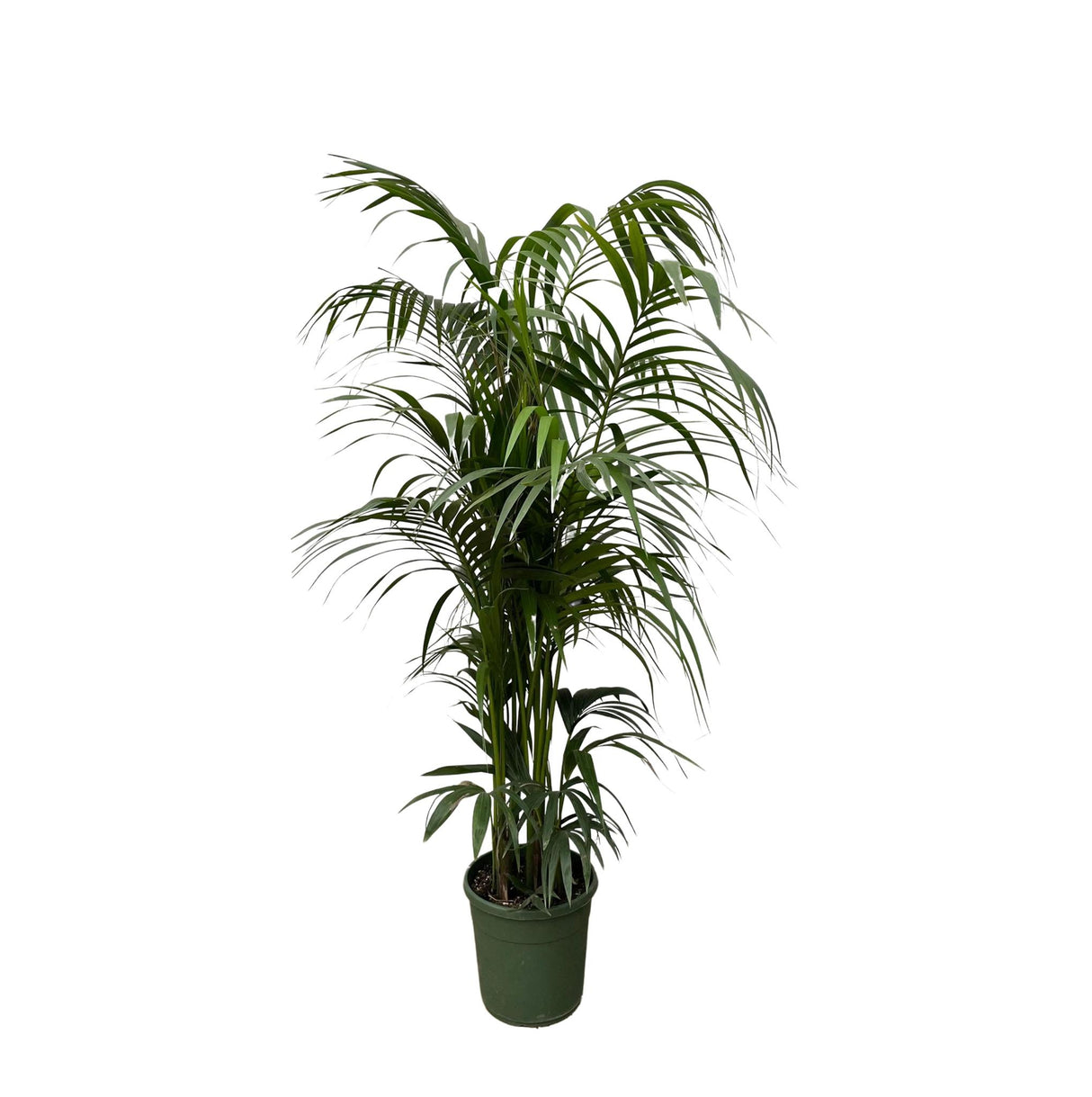 Palma Kentia - 230 cm - ø38